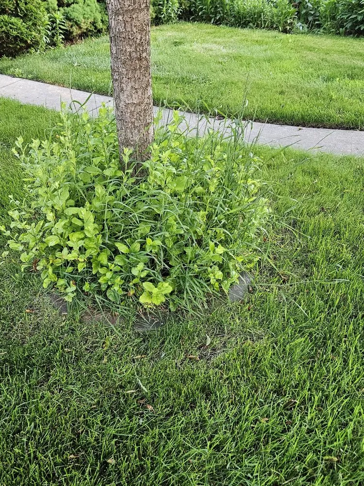 Reliable lawn care service in Mount Pleasant, WI - Cornerstone Lawn Care