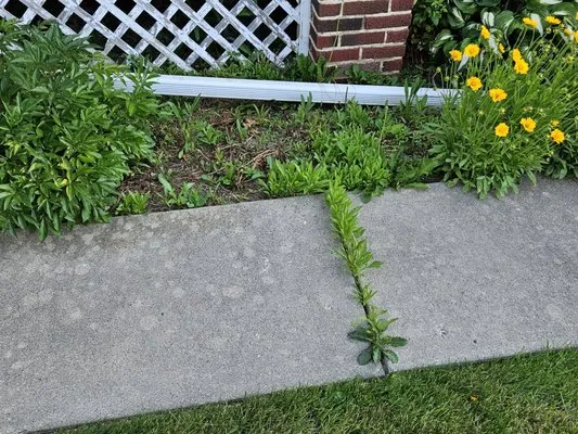 Cornerstone Lawn Care