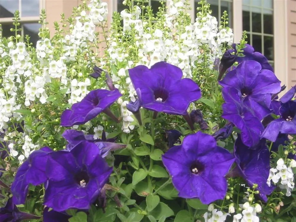 Reliable residential landscaping near you across Elgin, IL - Cornerstone Partners Horticultural Services Company