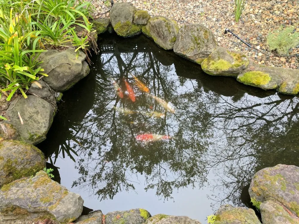 Custom yard cleanup service experts serving Orangevale, CA - Cornerstone Ponds and Waterfalls