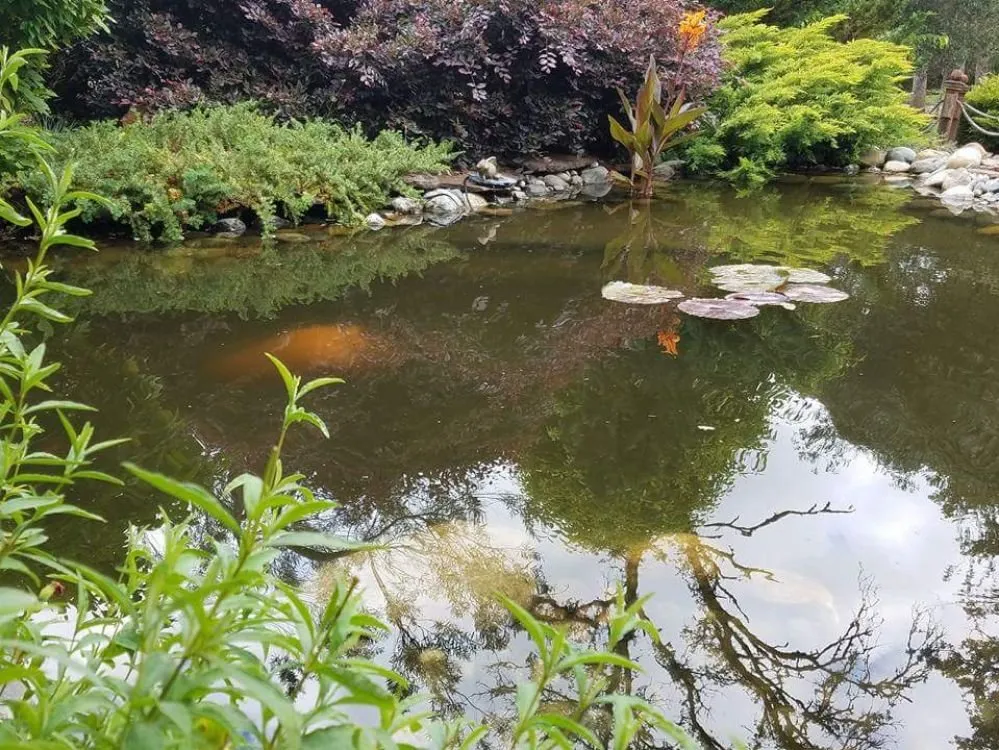 Top-rated residential landscaping experts serving Orangevale, CA - Cornerstone Ponds and Waterfalls