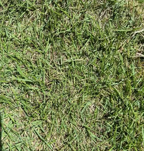 Top-rated yard maintenance in Houston, TX by Cornett Grass