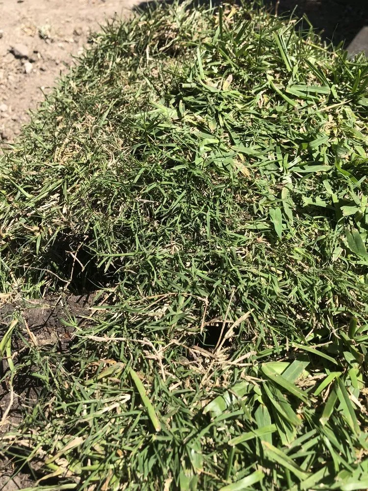 Custom outdoor landscaping experts serving Houston, TX - Cornett Grass