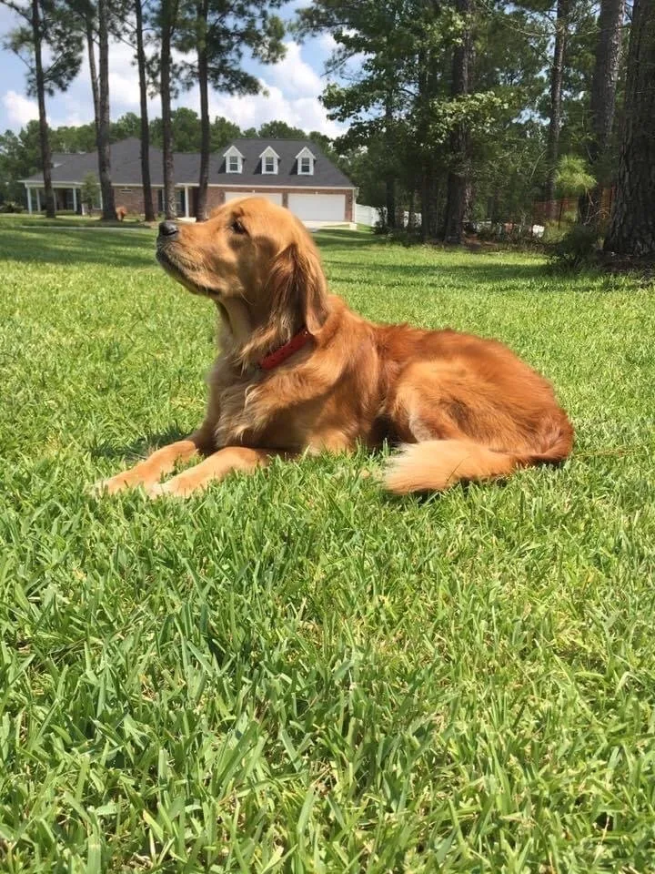 Trusted yard maintenance with custom design in Houston, TX by Cornett Grass