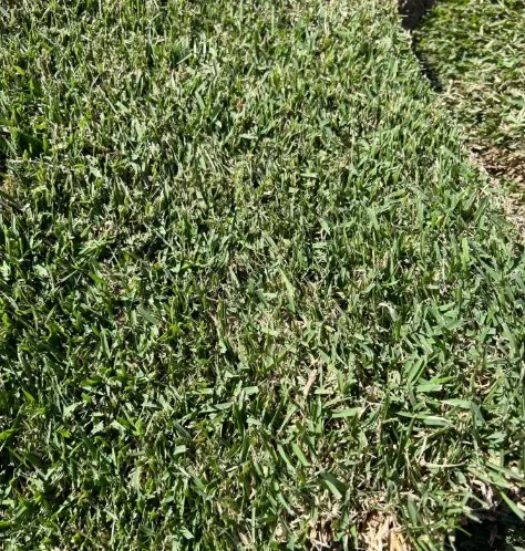 Professional lawn care service in Houston, TX - Cornett Grass
