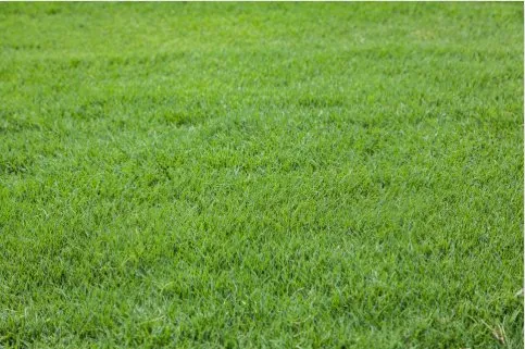 Expert outdoor landscaping in Houston, TX - Cornett Grass