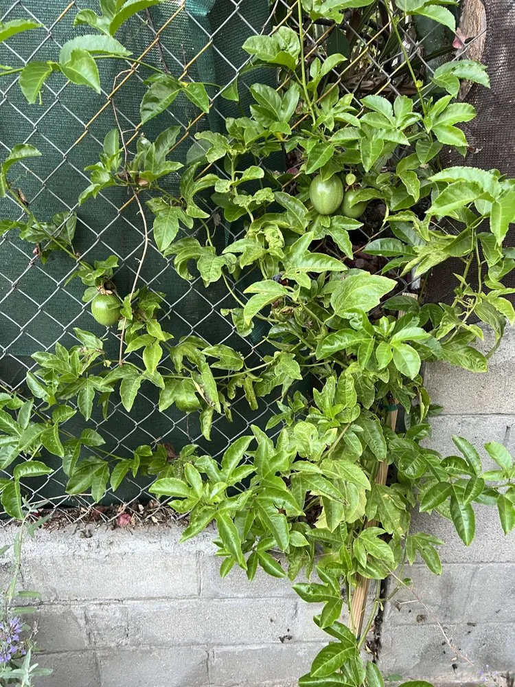 Custom residential landscaping in Los Angeles, CA - Corona Artscaping