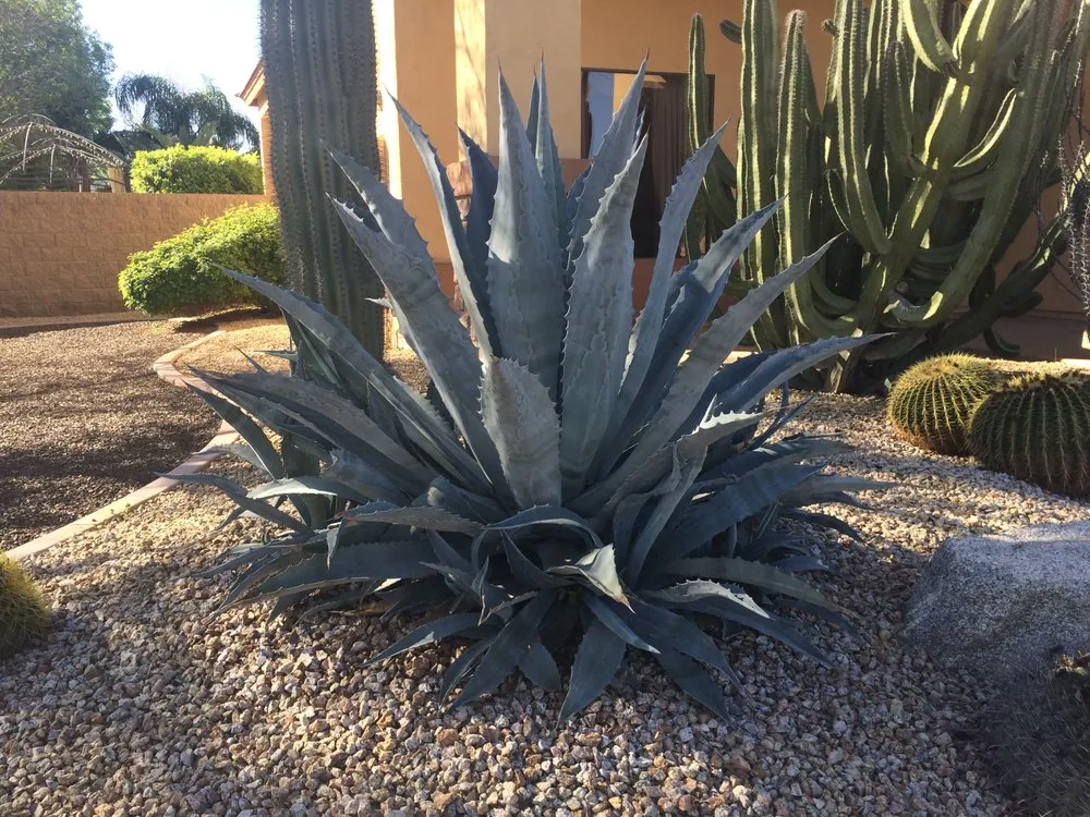 Affordable residential landscaping in Gilbert, AZ - Corona Landscape
