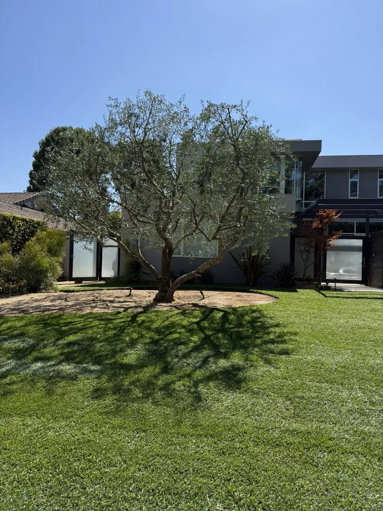 Reliable lawn care service for residential properties across Newport Beach, CA - Corona Landscaping and Design