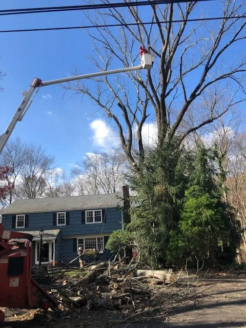 Reliable lawn care service experts serving Norwalk, CT - Corona Tree Service