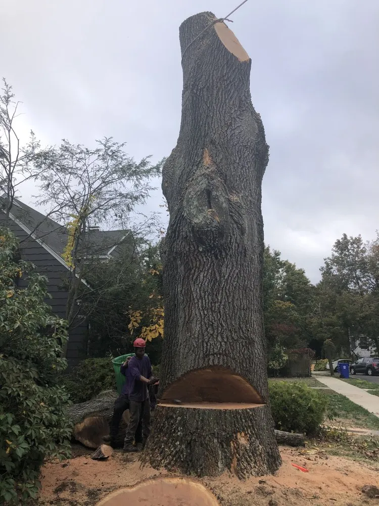 Affordable lawn mowing service experts serving Norwalk, CT - Corona Tree Service