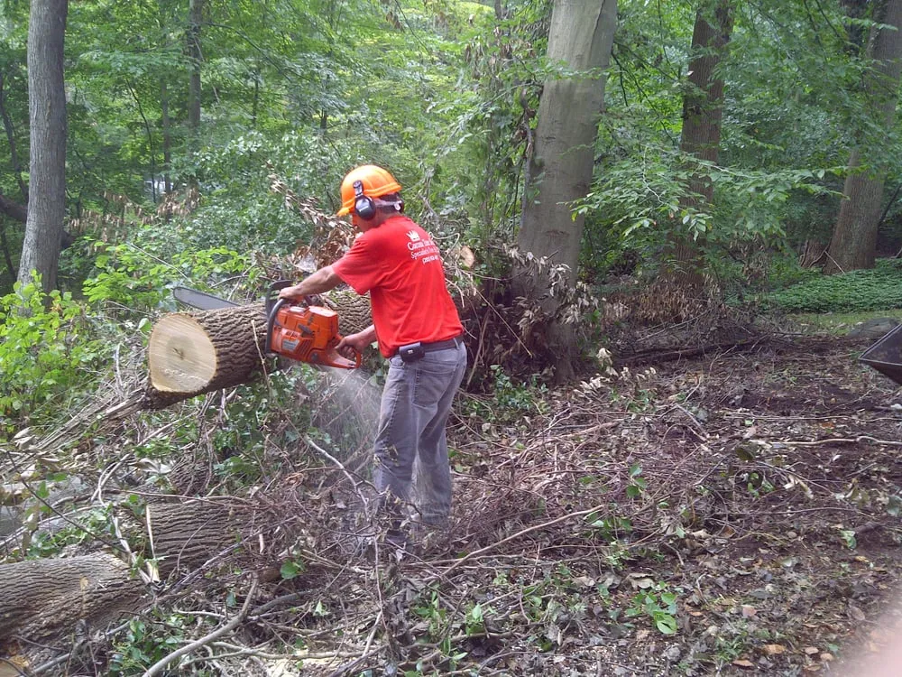 Top-rated yard cleanup service in Norwalk, CT by Corona Tree Service