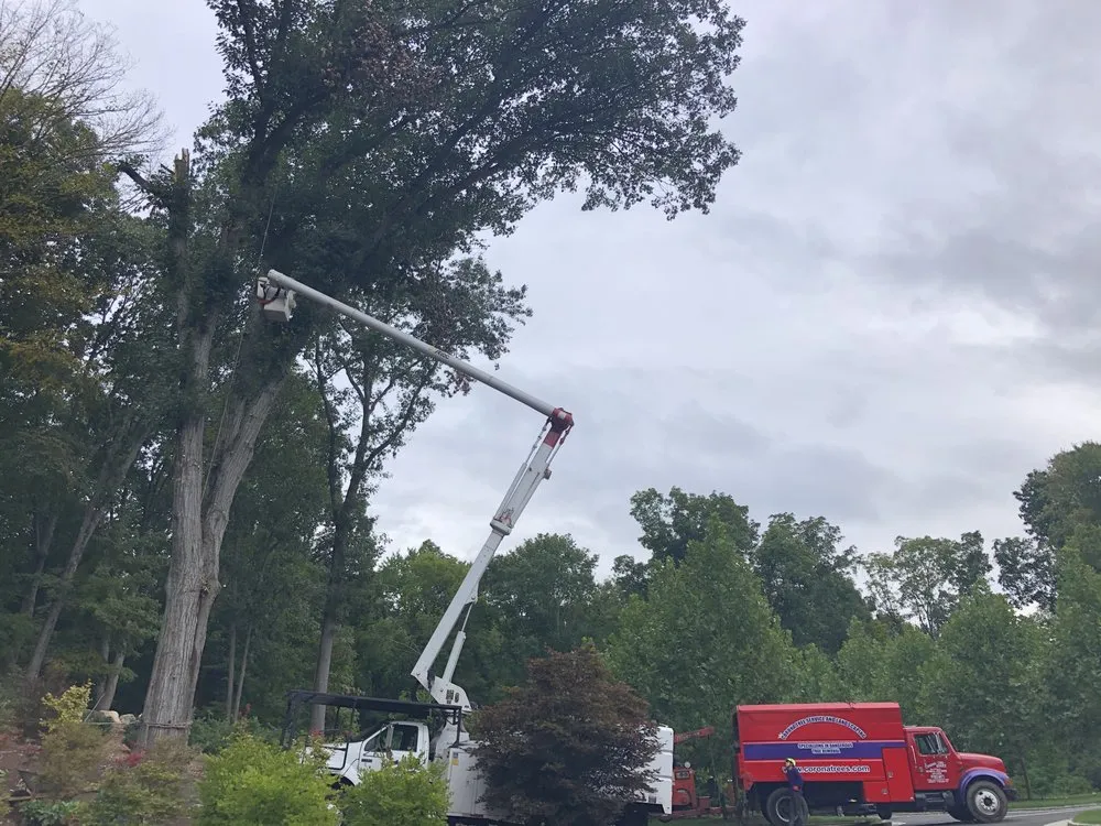 Affordable landscaping services experts serving Norwalk, CT - Corona Tree Service