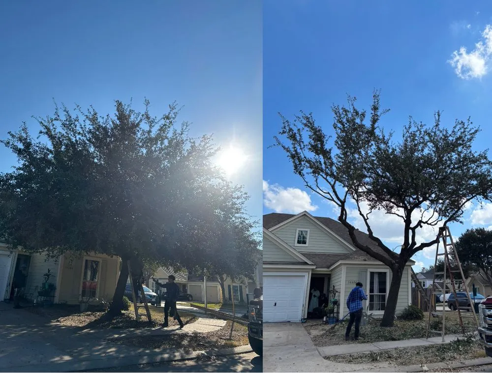 Expert yard cleanup service near you in Fresno, TX by Coronado Landscaping