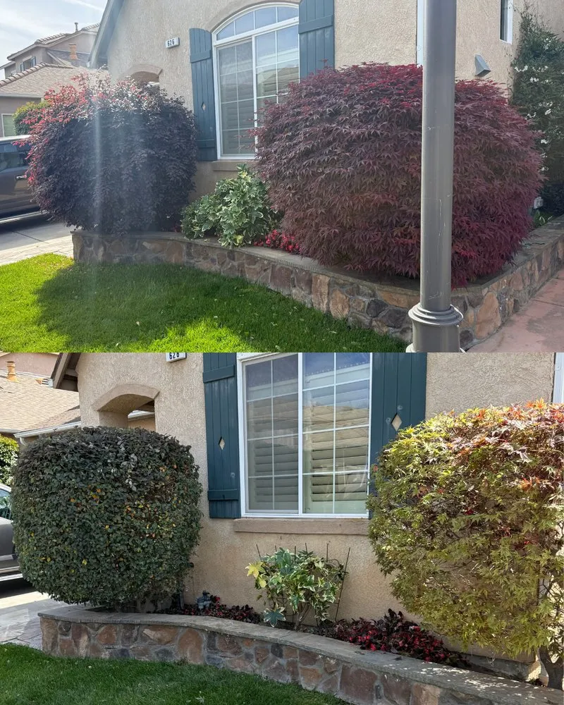 Trusted yard maintenance in Fresno, CA - Corona's Greens Landscaping