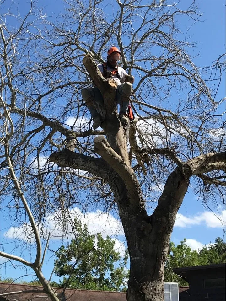 Reliable garden landscaping experts serving Corpus Christi, TX - Corpus Christi Landscaping Pros