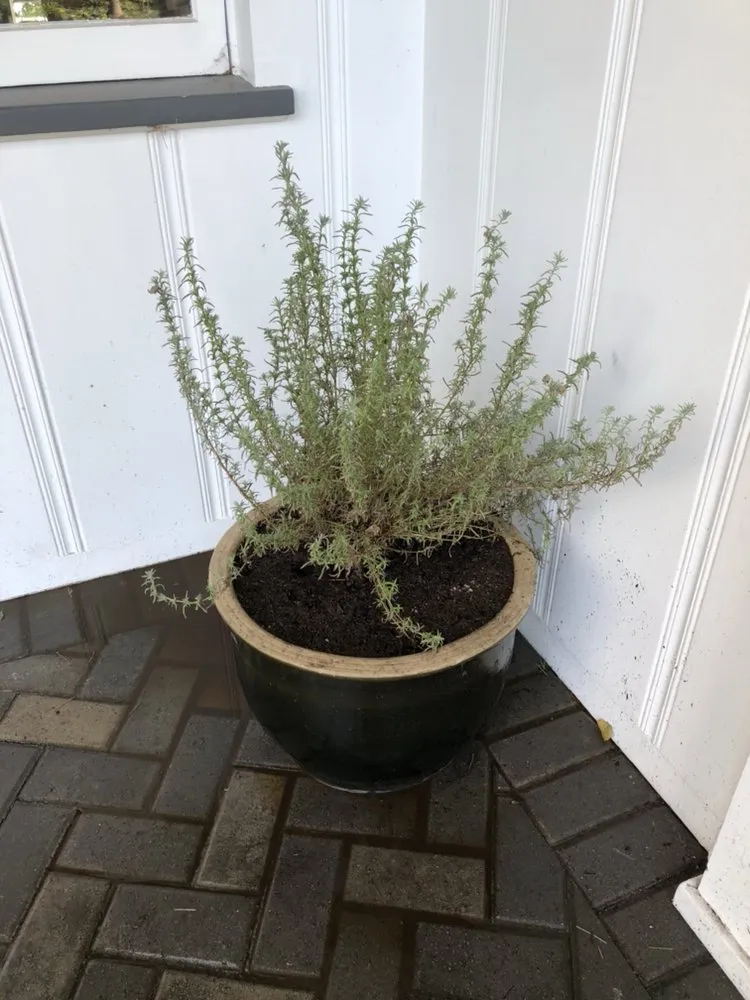 Reliable landscape design experts serving Pasadena, CA - Correa Landscape & Irrigation