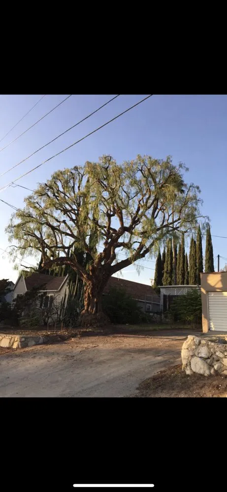 Trusted residential landscaping in Pasadena, CA by Correa Landscape & Irrigation