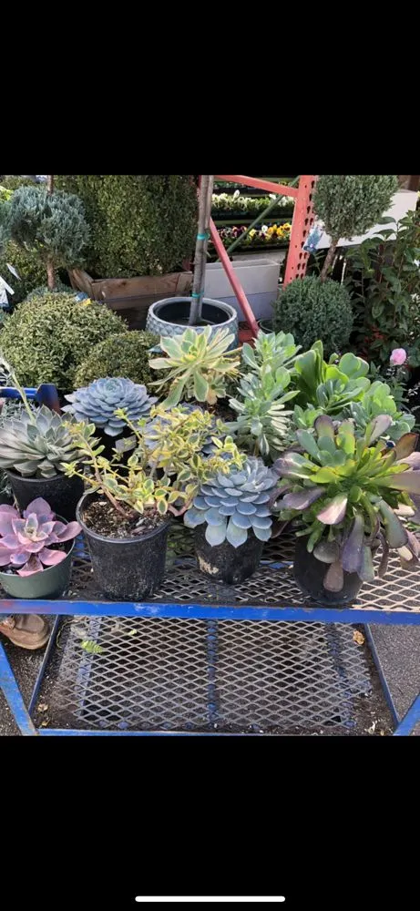 Professional landscaping services with custom design in Pasadena, CA by Correa Landscape & Irrigation