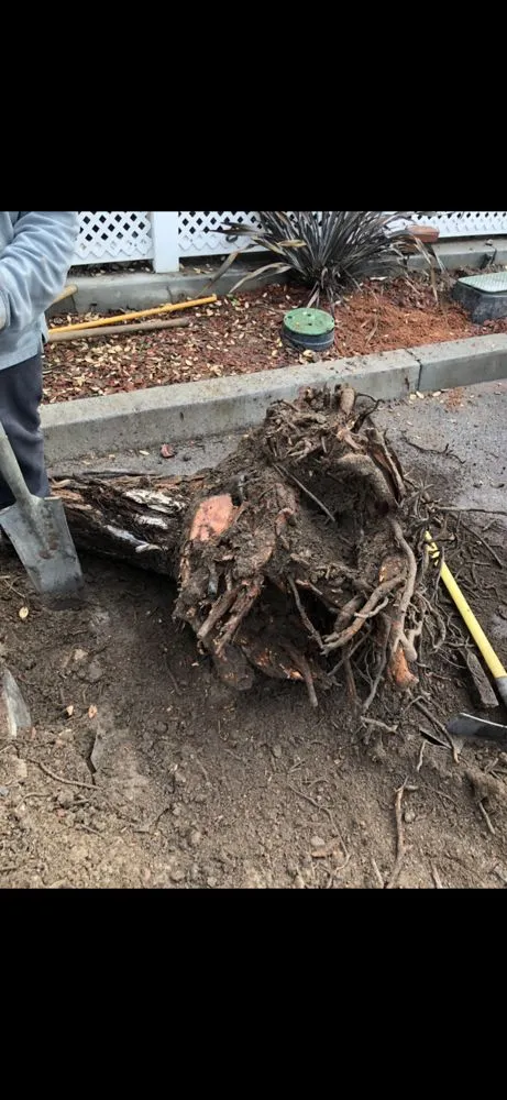 Expert residential landscaping in Pasadena, CA - Correa Landscape & Irrigation