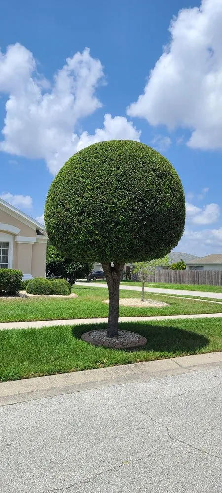 Custom yard cleanup service experts serving Sun City Center, FL - Corso Landscape