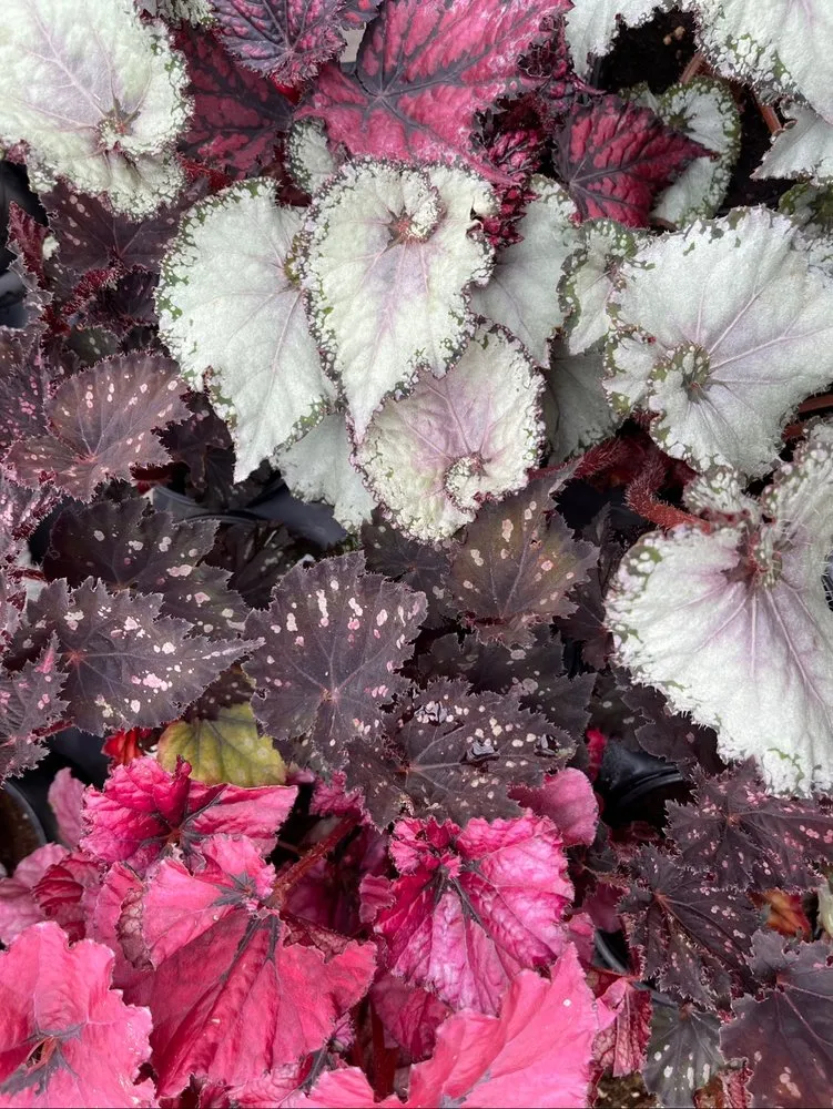 Local garden landscaping with custom design in Sandusky, OH by Corsos Flower and Garden Center