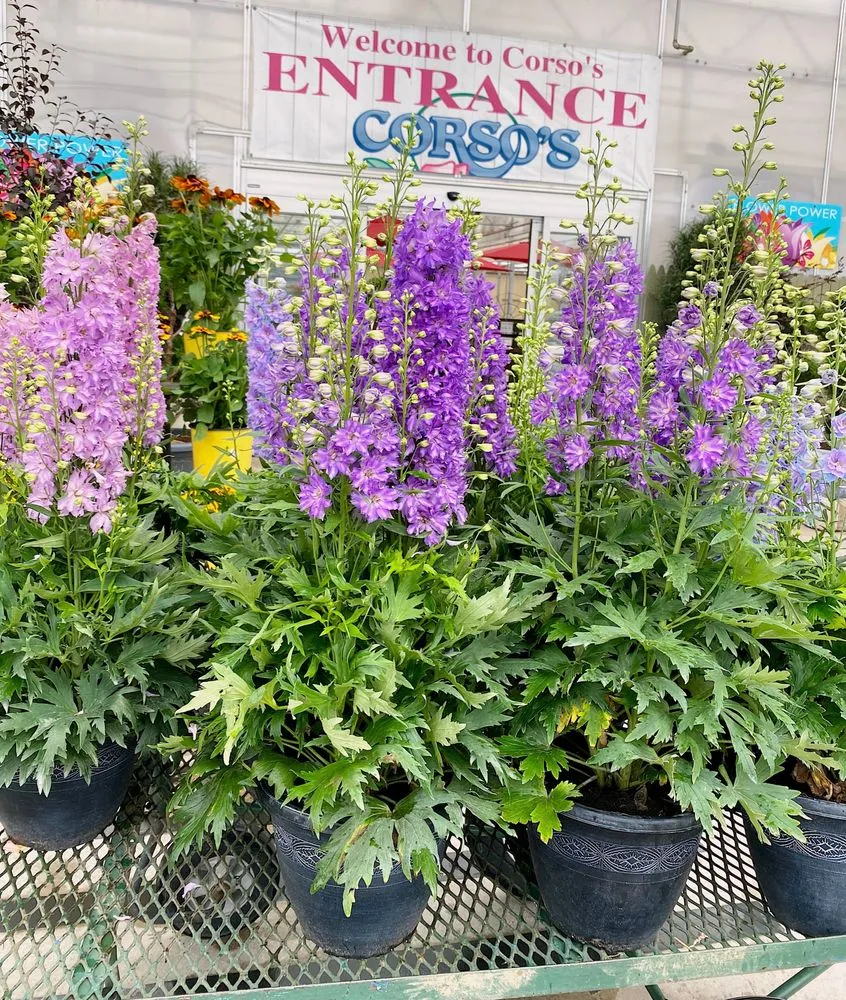 Professional outdoor landscaping experts serving Sandusky, OH - Corsos Flower and Garden Center