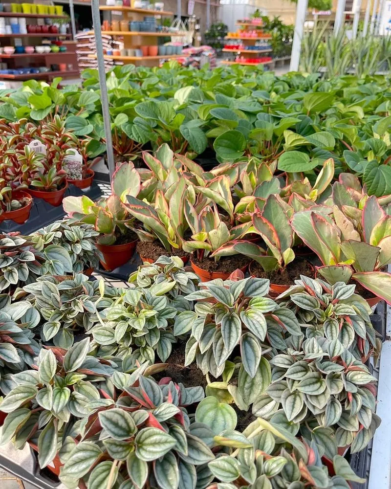 Top-rated landscape design for beautiful yards across Sandusky, OH - Corsos Flower and Garden Center