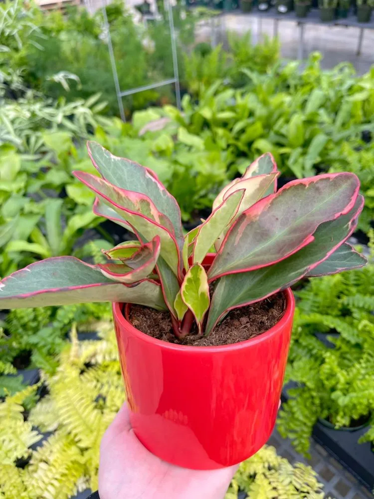 Expert lawn care service experts serving Sandusky, OH - Corsos Flower and Garden Center