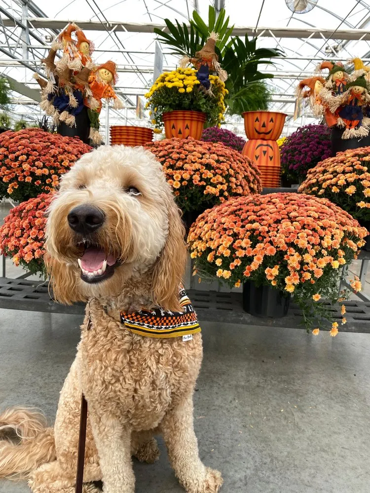 Reliable yard maintenance experts serving Sandusky, OH - Corsos Flower and Garden Center