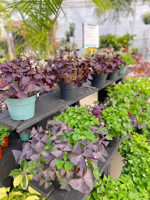 Corsos Flower and Garden Center