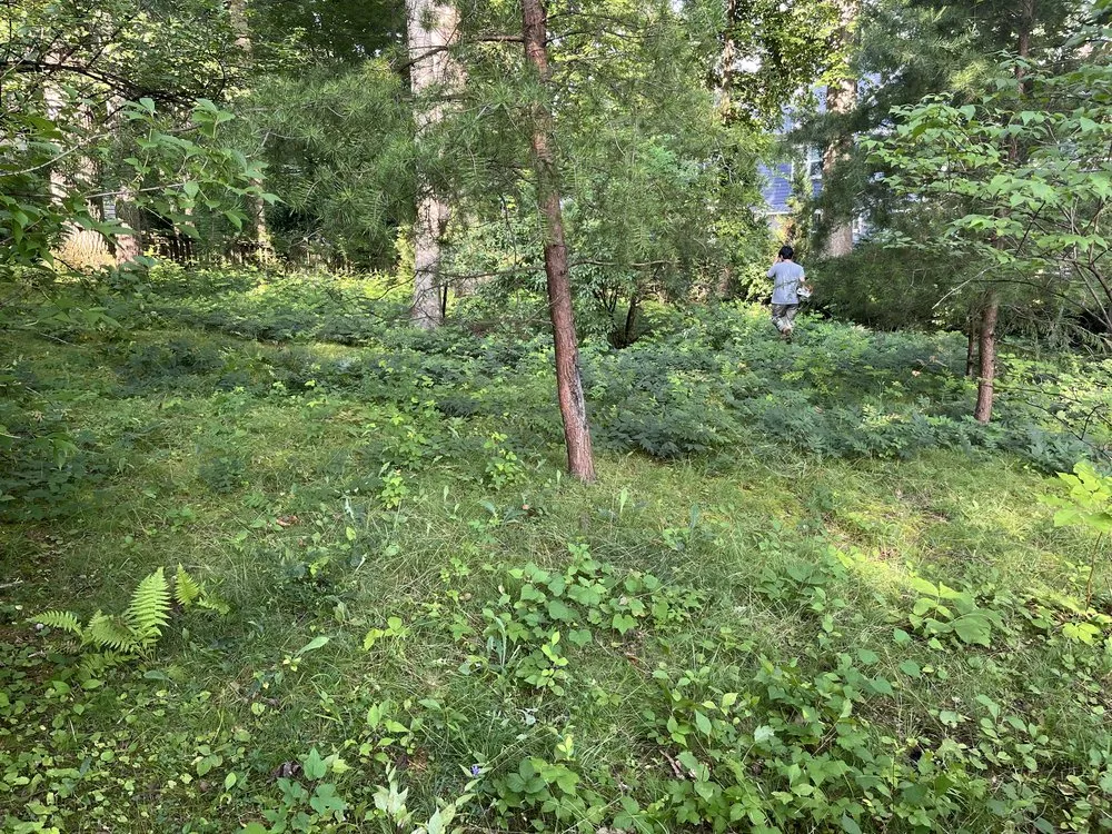 Professional yard maintenance in Calverton, MD - Corte Cutz