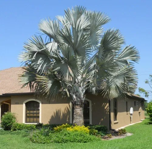Affordable yard cleanup service for homes in Punta Gorda, FL by Cortes & Sons Landscaping & Nursery
