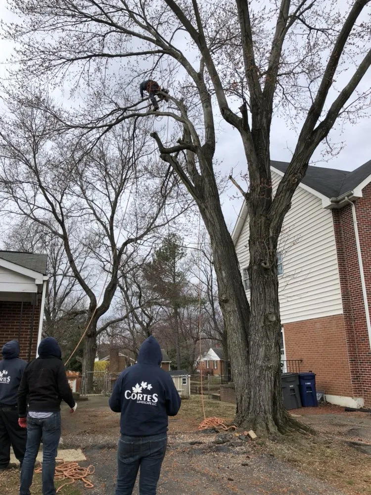 Reliable lawn mowing service experts serving Alexandria, VA - Cortes Landscape