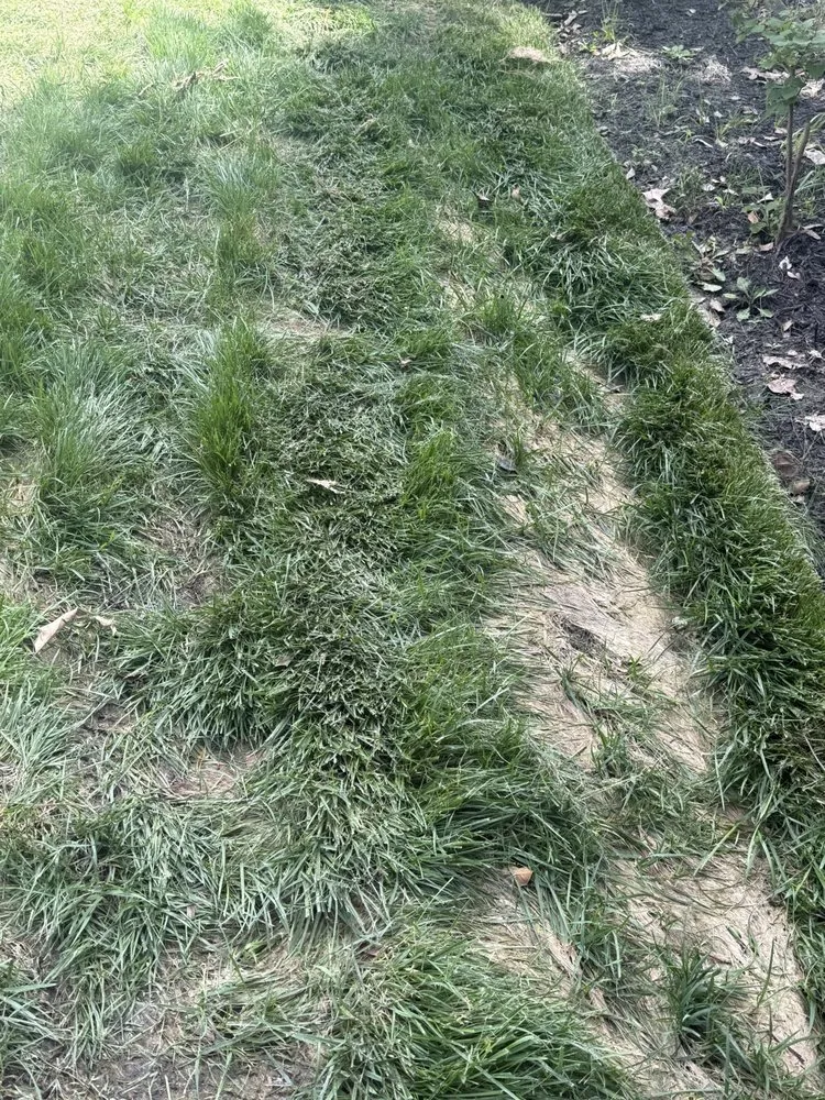 Expert landscape installation for homes across Georgetown, DE - Cortez Landscapes