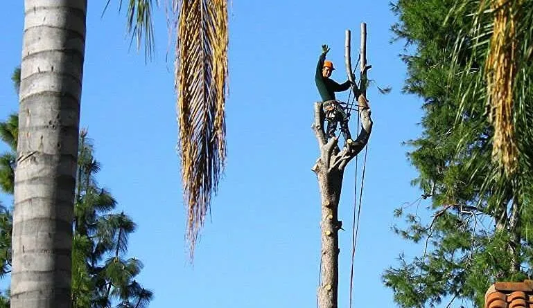 Trusted landscape installation in West Covina, CA - Cortez Landscaping & Tree Service