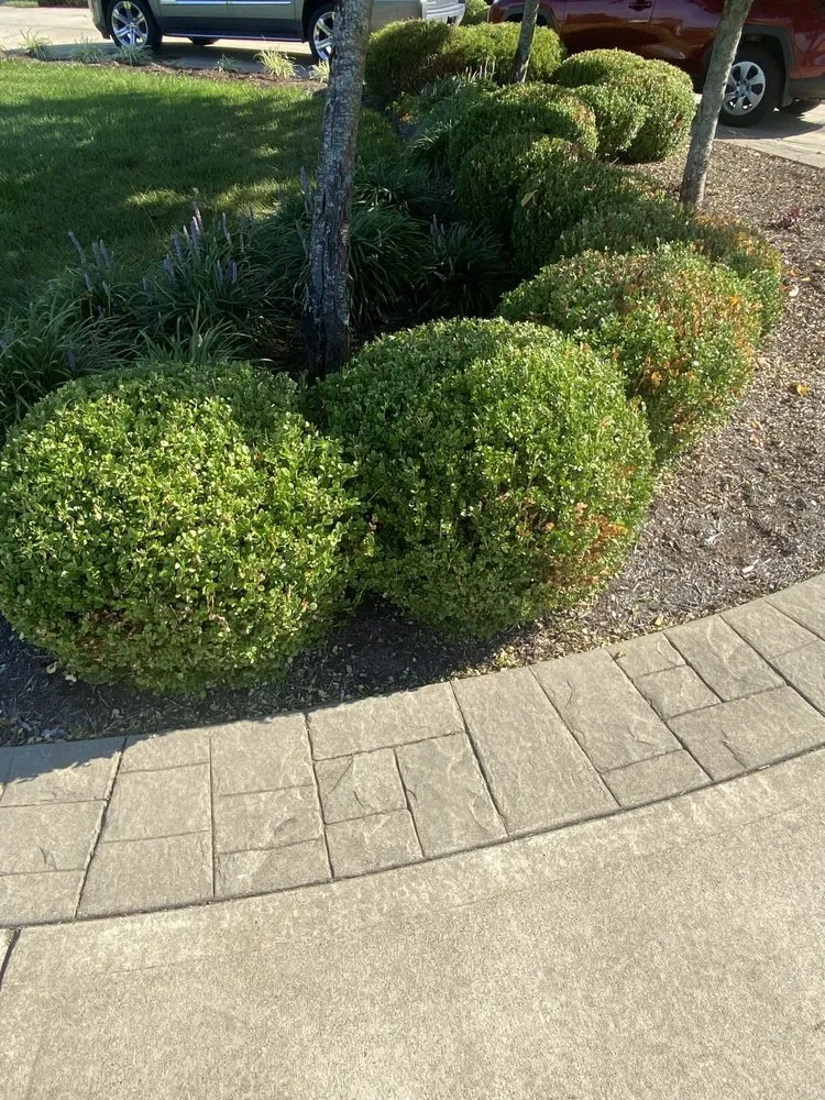 Reliable residential landscaping for residential properties across Nicholasville, KY - Cortez Landscaping