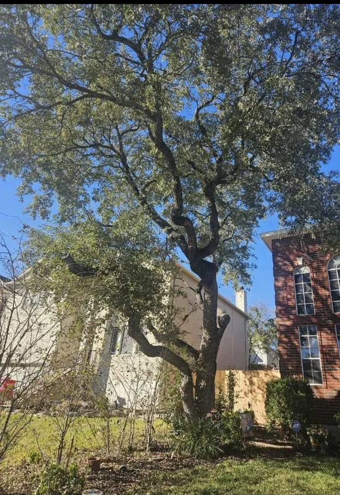 Affordable landscaping services in San Antonio, TX - Cortez Lawn Care