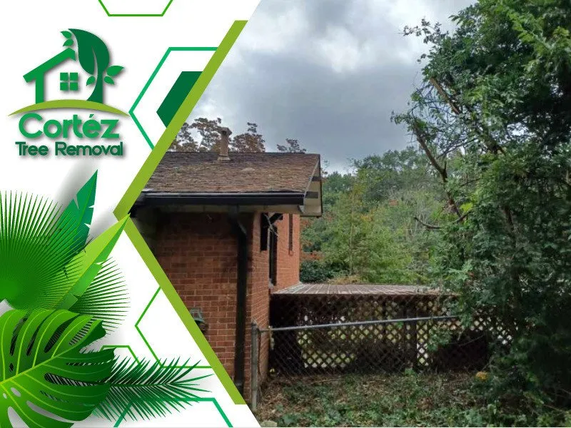 Local yard maintenance for year-round maintenance across Atlanta, GA - Cortez Tree Removal