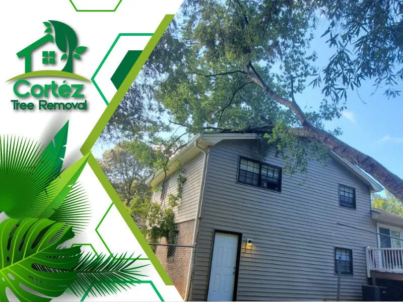 Reliable landscape design in Atlanta, GA - Cortez Tree Removal