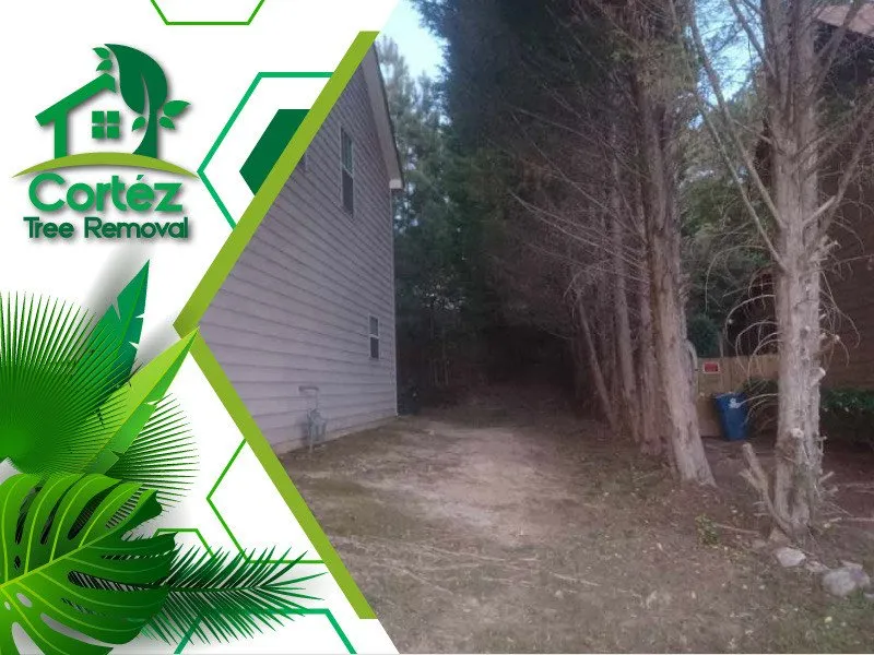 Trusted yard cleanup service in Atlanta, GA by Cortez Tree Removal