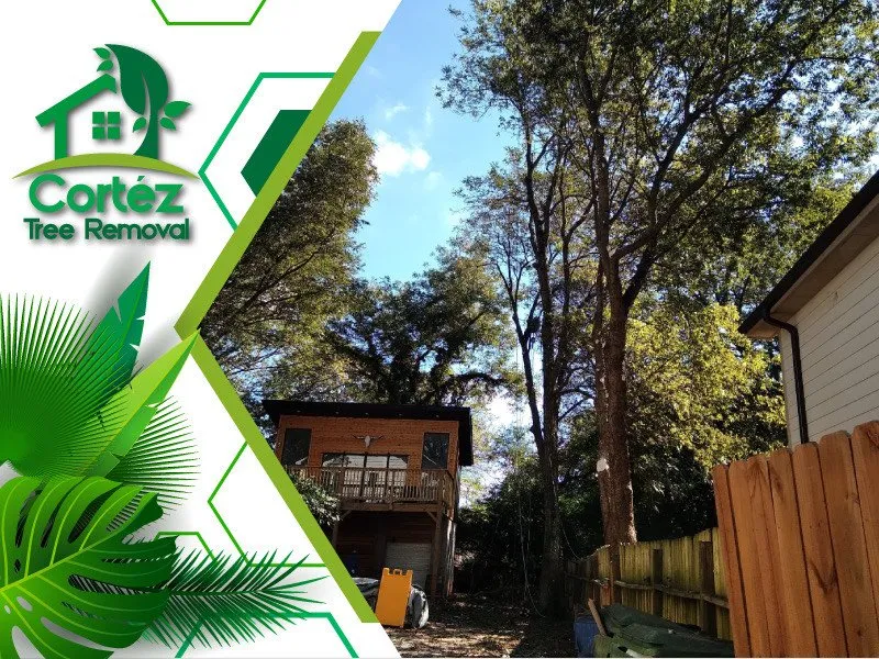 Expert landscaping services with custom design in Atlanta, GA by Cortez Tree Removal