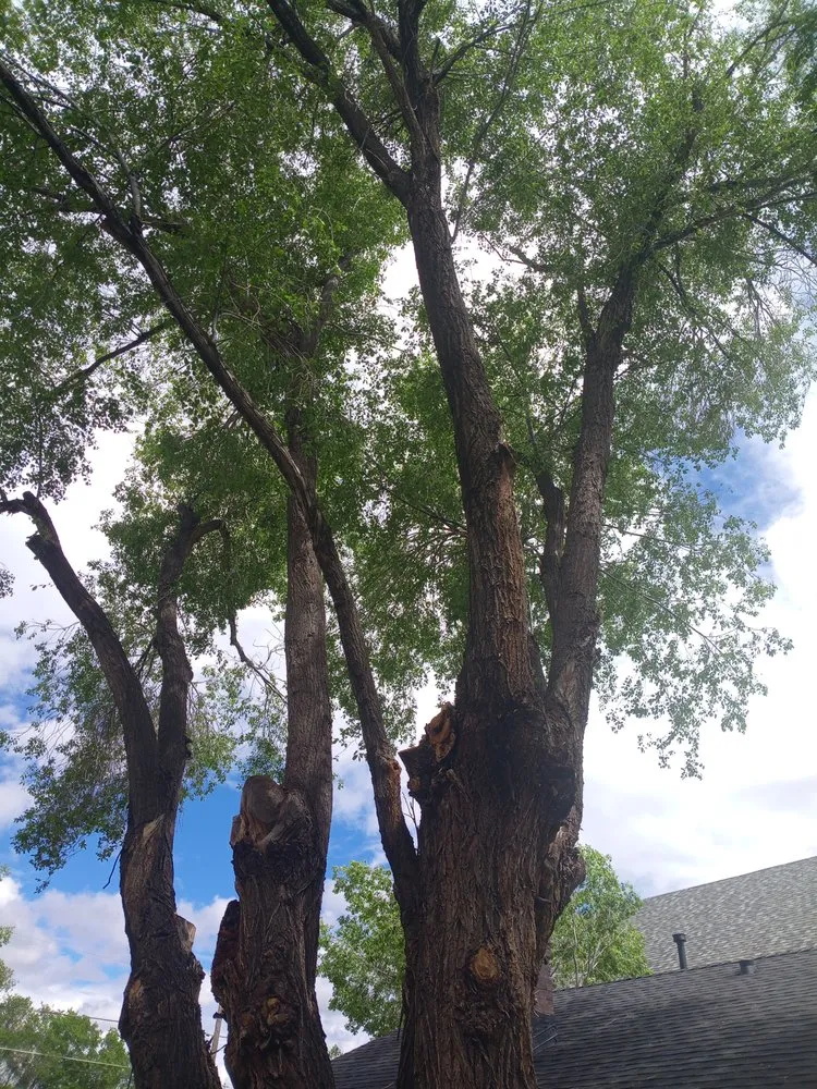 Professional yard maintenance in Ash Fork, AZ - Cortez Tree Services