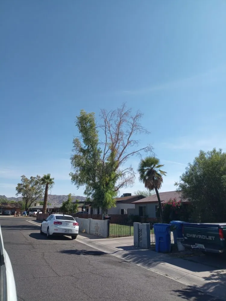 Affordable landscaping services experts serving Ash Fork, AZ - Cortez Tree Services