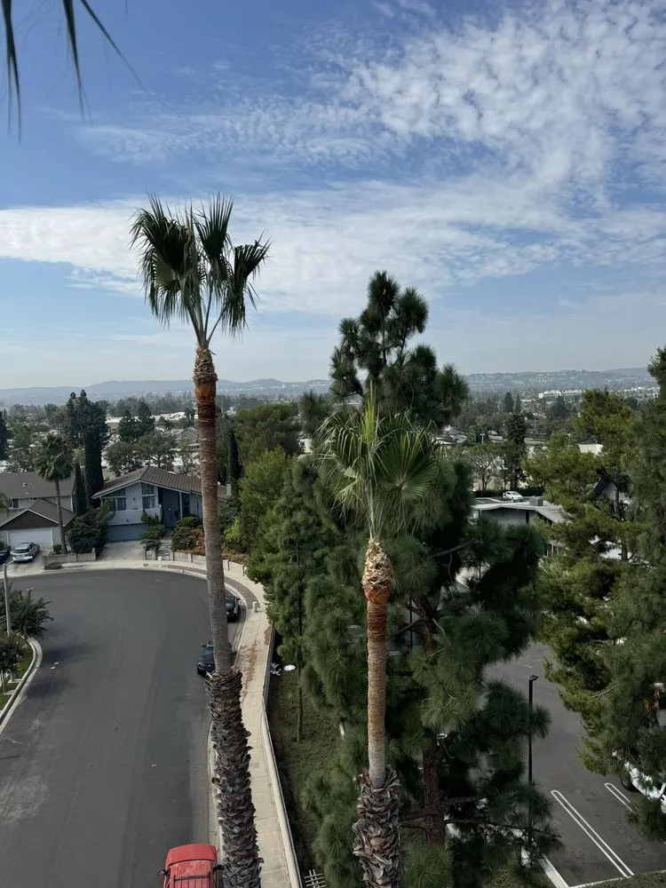 Affordable landscaping services for beautiful yards across Laguna Beach, CA - Cortez Tree Trimming And Maintenance