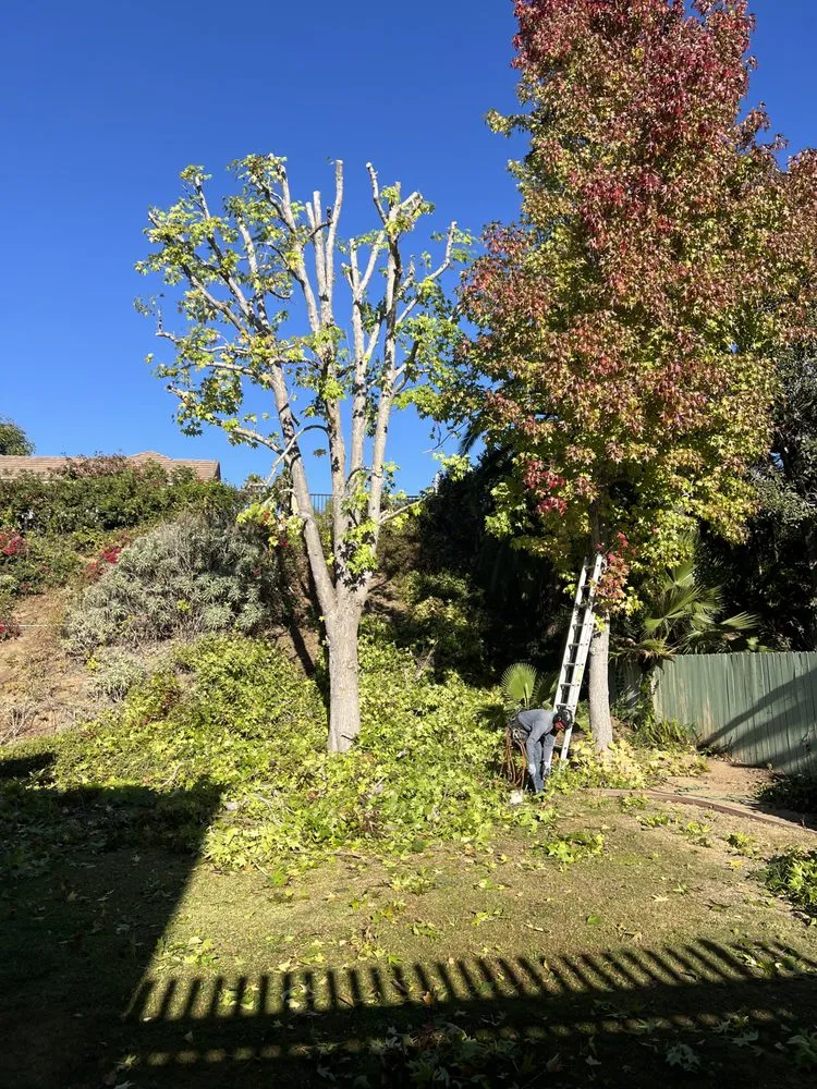 Reliable yard cleanup service in Laguna Beach, CA by Cortez Tree Trimming And Maintenance