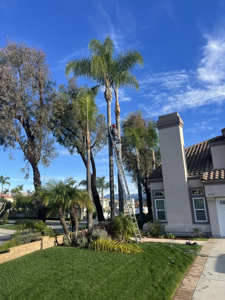 Affordable yard maintenance in Laguna Beach, CA - Cortez Tree Trimming And Maintenance