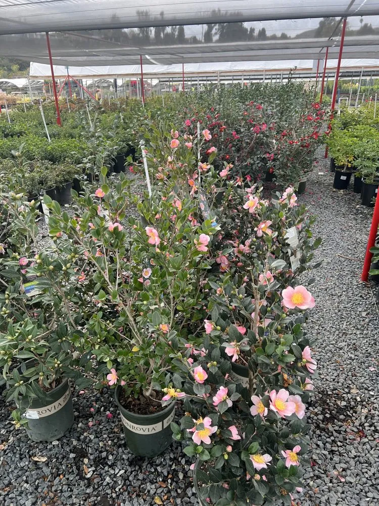 Top-rated residential landscaping in Laguna Beach, CA by Cortez Tree Trimming And Maintenance