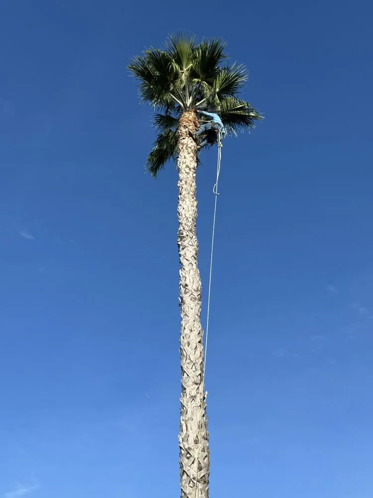 Top-rated yard maintenance in Laguna Beach, CA by Cortez Tree Trimming And Maintenance