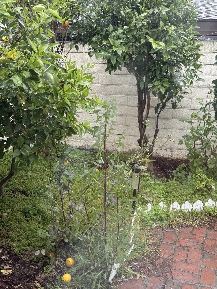 Expert residential landscaping experts serving Laguna Beach, CA - Cortez Tree Trimming And Maintenance